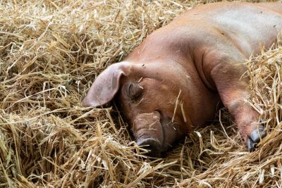 cutepig
