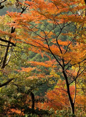 kyoto